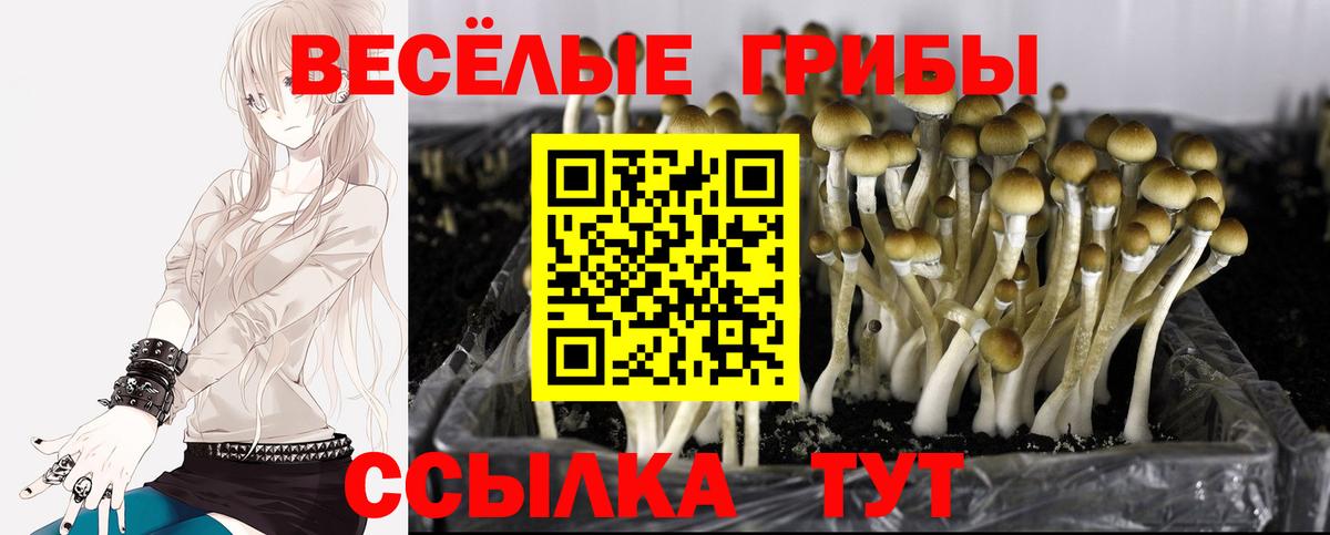 Галлюциногенные грибы ЛСД Урус-Мартан